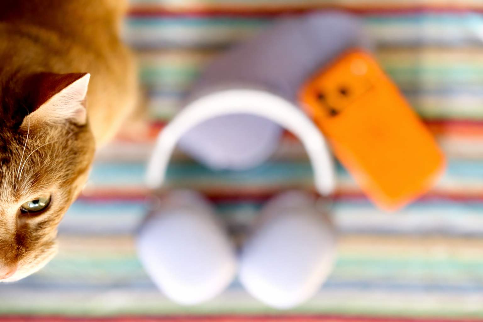 ginger cat on striped fabric (1)